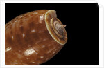 Conus bullatus by Anonymous