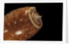 Conus bullatus by Anonymous