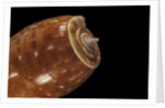 Conus bullatus by Anonymous
