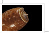 Conus bullatus by Anonymous