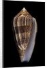 Conus cholmondeleyi by Anonymous