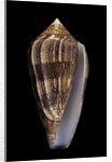 Conus cholmondeleyi by Anonymous