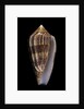 Conus cholmondeleyi by Anonymous