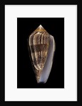 Conus cholmondeleyi by Anonymous