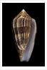 Conus cholmondeleyi by Anonymous