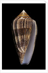 Conus cholmondeleyi by Anonymous