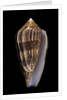 Conus cholmondeleyi by Anonymous