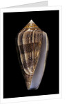 Conus cholmondeleyi by Anonymous