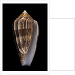 Conus cholmondeleyi by Anonymous