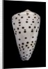Conus eburneus by Anonymous