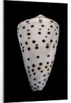 Conus eburneus by Anonymous