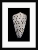 Conus eburneus by Anonymous