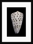 Conus eburneus by Anonymous