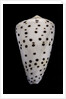 Conus eburneus by Anonymous