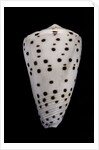 Conus eburneus by Anonymous
