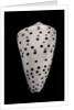 Conus eburneus by Anonymous