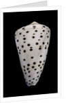 Conus eburneus by Anonymous