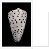 Conus eburneus by Anonymous