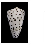 Conus eburneus by Anonymous