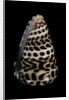 Conus eburneus polyglotta by Anonymous