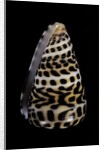 Conus eburneus polyglotta by Anonymous