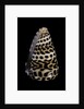 Conus eburneus polyglotta by Anonymous