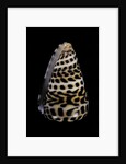 Conus eburneus polyglotta by Anonymous