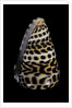 Conus eburneus polyglotta by Anonymous