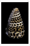 Conus eburneus polyglotta by Anonymous