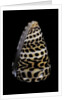 Conus eburneus polyglotta by Anonymous