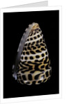 Conus eburneus polyglotta by Anonymous