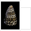 Conus eburneus polyglotta by Anonymous