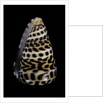 Conus eburneus polyglotta by Anonymous