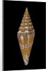 Conus excelsus by Anonymous