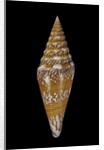 Conus excelsus by Anonymous