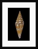 Conus excelsus by Anonymous