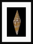 Conus excelsus by Anonymous