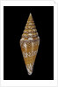 Conus excelsus by Anonymous