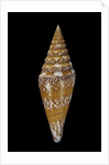 Conus excelsus by Anonymous