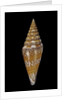 Conus excelsus by Anonymous