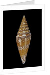 Conus excelsus by Anonymous