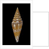 Conus excelsus by Anonymous