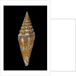 Conus excelsus by Anonymous