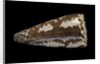 Conus fuscatus by Anonymous