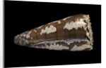 Conus fuscatus by Anonymous