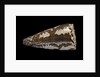 Conus fuscatus by Anonymous