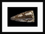 Conus fuscatus by Anonymous