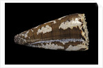 Conus fuscatus by Anonymous