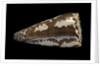 Conus fuscatus by Anonymous