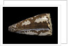 Conus fuscatus by Anonymous